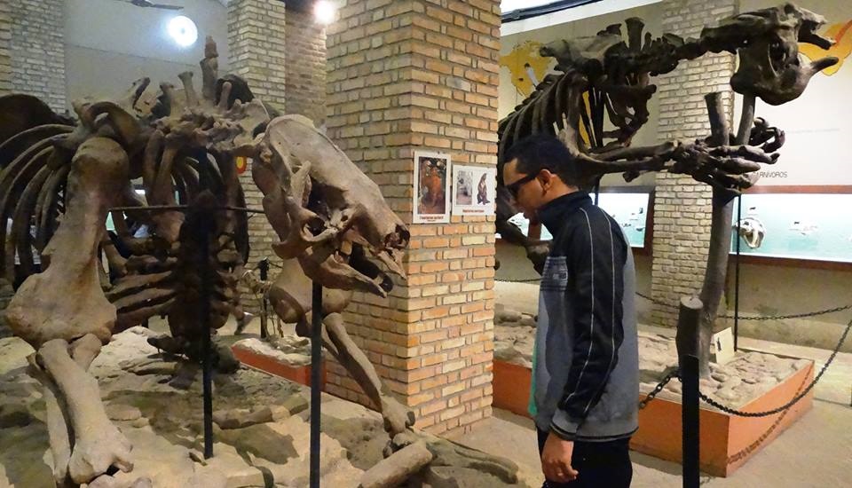 O Museu dispõe de acervo formado por aproximadamente 265.664 itens, entre peças e espécimes científicos preservados e vivos