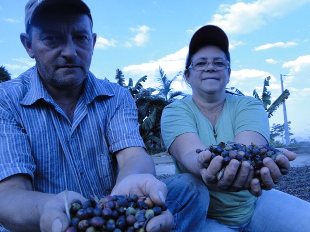 Dona Lúcia e o marido Geraldo plantam café em Simonésia. (Crédito: Divulgação/Seda)