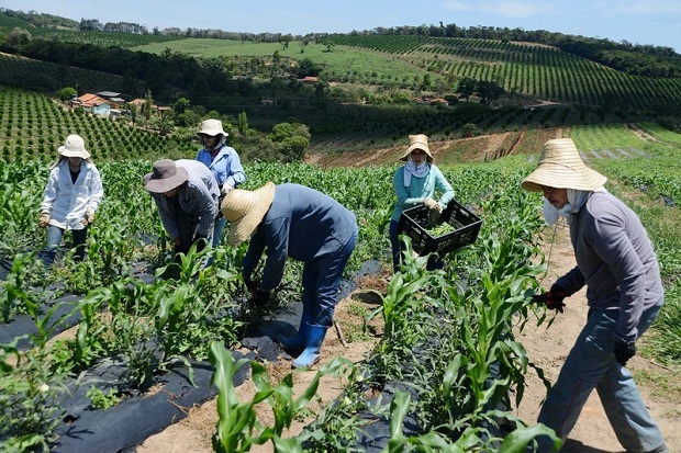 Produtores rurais de baixa vão ser beneficiados com os editais coletivos. Foto: Omar Freire/Imprensa MG