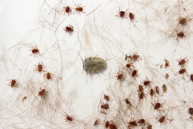 A febre maculosa é transmitida pela picada de carrapatos infectados, principalmente os popularmente conhecidos como carrapato-estrela. Foto: Raquel Portugal / Fiocruz Imagens