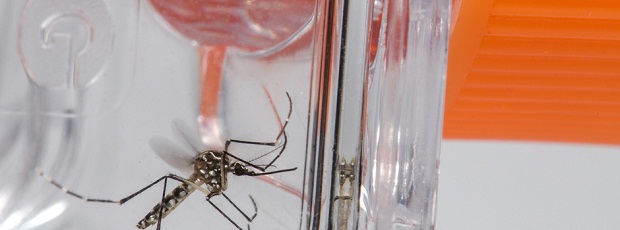 Cerca de 80% dos focos do Aedes estão dentro das residências. Rodrigo Mexas/Fiocruz imagens